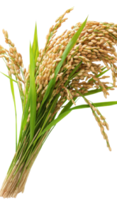 rice-plant-agriculture-beauty-on-transparent-background-png